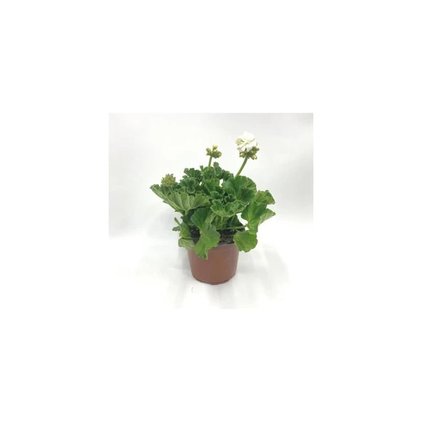 Güvercin Beyazı Sardunya Çiçeği Fidesi 10-20 cm - 2