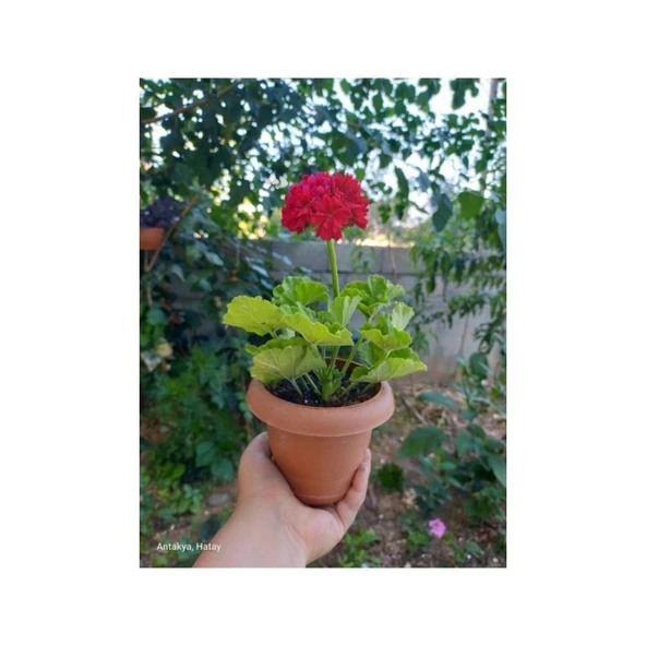 Nar Kırmızı Sardunya Çiçeği Fidesi 10-20 cm ürün görseli