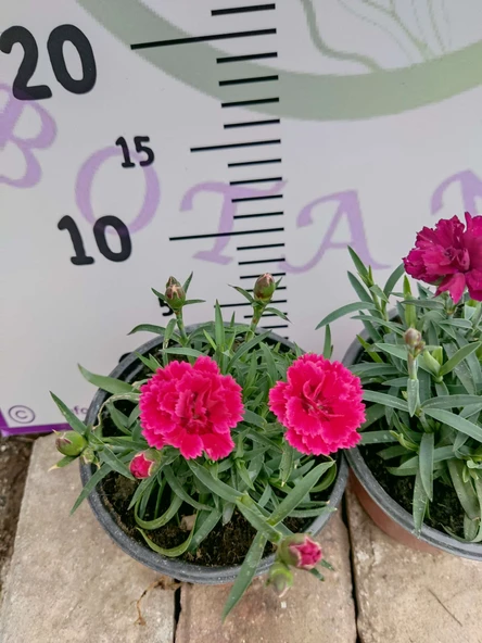 Karanfil (Dianthus caryophyllus) - Hoş Kokulu ve Renkli Çiçekli Bitki - 2
