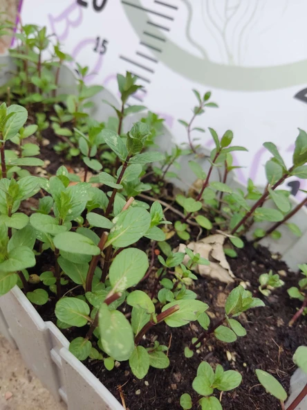 Saksılı Demlenebilir Nane (Mentha) - Ferahlatıcı ve Tibbi ve Aromatik Bitki - 4