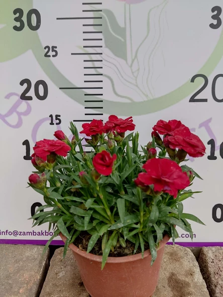 Karanfil (Dianthus caryophyllus) - Hoş Kokulu ve Renkli Çiçekli Bitki - 7