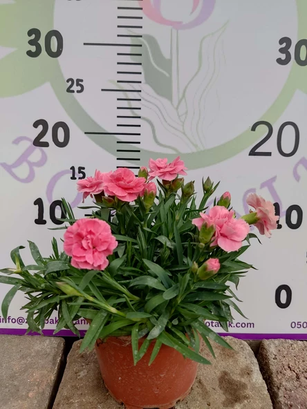 Karanfil (Dianthus caryophyllus) - Hoş Kokulu ve Renkli Çiçekli Bitki - 5