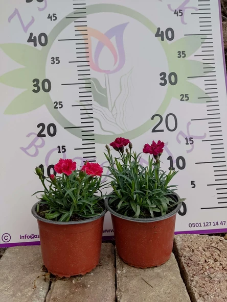 Karanfil (Dianthus caryophyllus) - Hoş Kokulu ve Renkli Çiçekli Bitki