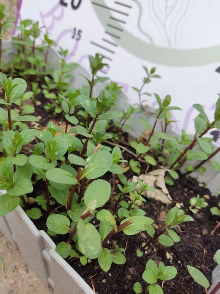 Saksılı Demlenebilir Nane (Mentha) - Ferahlatıcı ve Tibbi ve Aromatik Bitki - 3