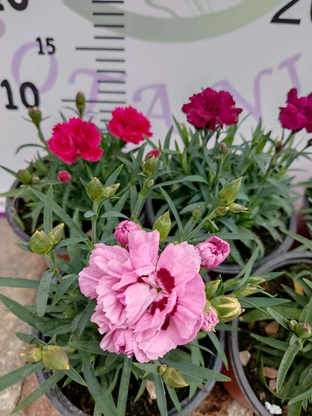 Karanfil (Dianthus caryophyllus) - Hoş Kokulu ve Renkli Çiçekli Bitki - 4