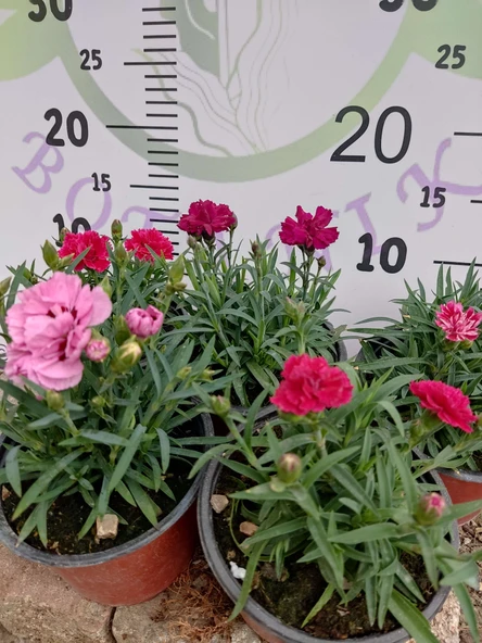 Karanfil (Dianthus caryophyllus) - Hoş Kokulu ve Renkli Çiçekli Bitki - 3