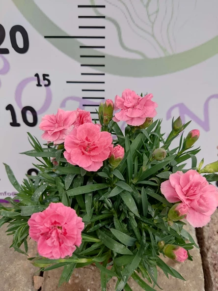 Karanfil (Dianthus caryophyllus) - Hoş Kokulu ve Renkli Çiçekli Bitki - 6