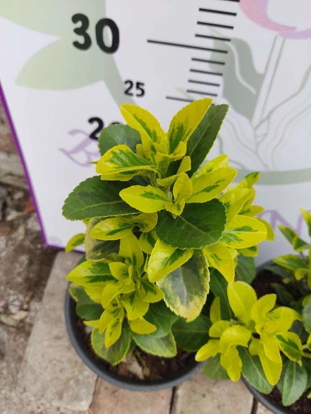 2 Adet orta boy Golden Taflan (Euonymus japonica 'Aurea') - Estetik ve Fonksiyonel Kenar Bitkisi - 2