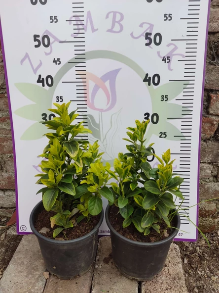 2 Adet orta boy Golden Taflan (Euonymus japonica 'Aurea') - Estetik ve Fonksiyonel Kenar Bitkisi - 4