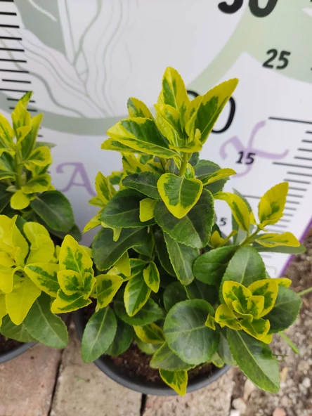 2 Adet orta boy Golden Taflan (Euonymus japonica 'Aurea') - Estetik ve Fonksiyonel Kenar Bitkisi - 3