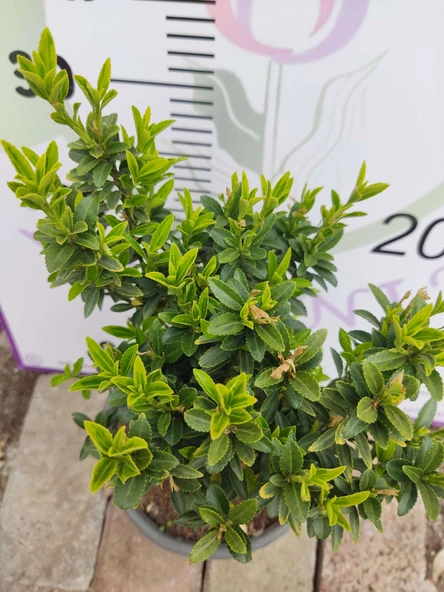 Microphyllus (Microphyllum) - Küçük Yapraklı Estetik Bitki - 2
