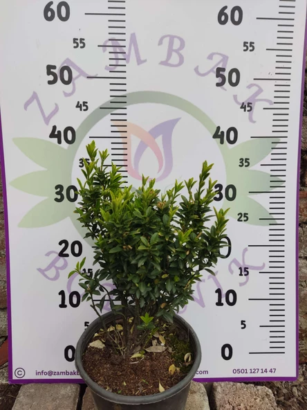 Microphyllus (Microphyllum) - Küçük Yapraklı Estetik Bitki - 3
