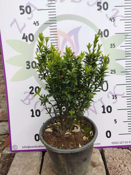 Microphyllus (Microphyllum) - Küçük Yapraklı Estetik Bitki