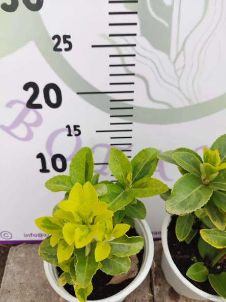 2 Adet küçük Golden Taflan (Euonymus japonica 'Aurea') - Estetik ve Fonksiyonel Kenar Bitkisi 2 adet - 2