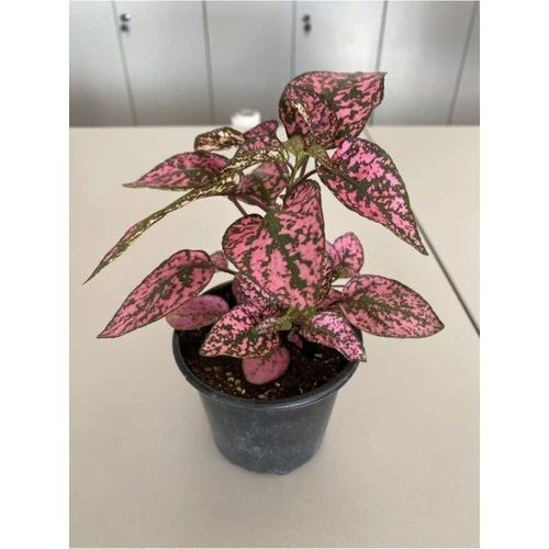 Hypoestes Rose Hostes Çiçeği Alacalı Pembe 10-20 cm