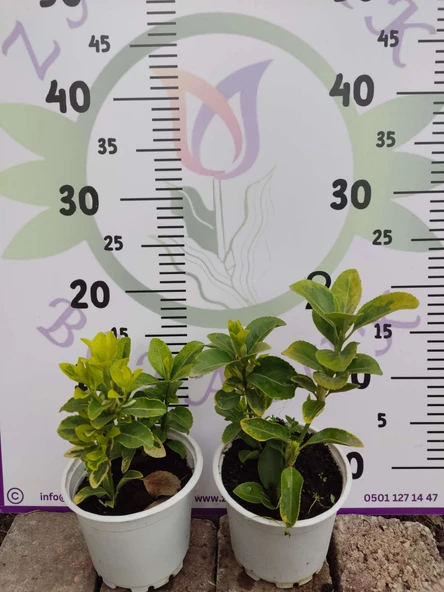 2 Adet küçük Golden Taflan (Euonymus japonica 'Aurea') - Estetik ve Fonksiyonel Kenar Bitkisi 2 adet - 4