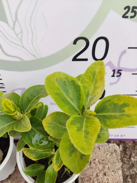 2 Adet küçük Golden Taflan (Euonymus japonica 'Aurea') - Estetik ve Fonksiyonel Kenar Bitkisi 2 adet - 3