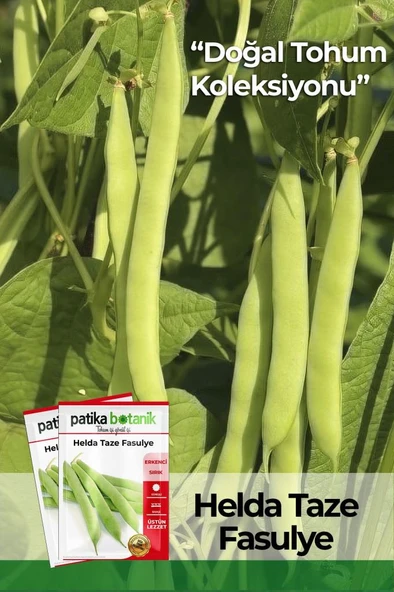 50 Adet Helda Taze Fasulye Tohumu ürün görseli