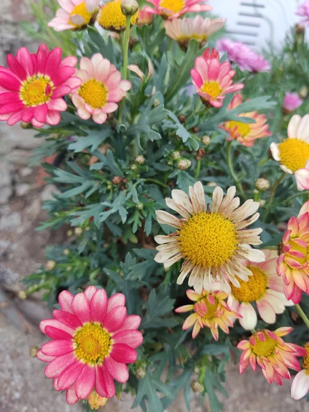 2 Adet Argyranthemum (Çeşme Papatyası) - Renkli ve Dayanıklı Bahçe Bitkisi  (2 farklı renkler ) - 7