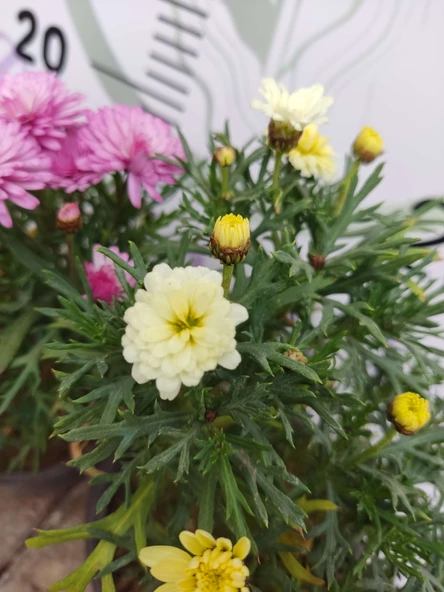 2 Adet Argyranthemum (Çeşme Papatyası) - Renkli ve Dayanıklı Bahçe Bitkisi  (2 farklı renkler ) - 6