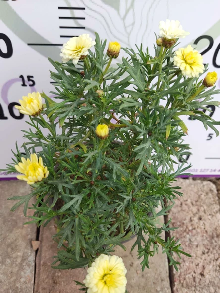2 Adet Argyranthemum (Çeşme Papatyası) - Renkli ve Dayanıklı Bahçe Bitkisi  (2 farklı renkler ) - 2