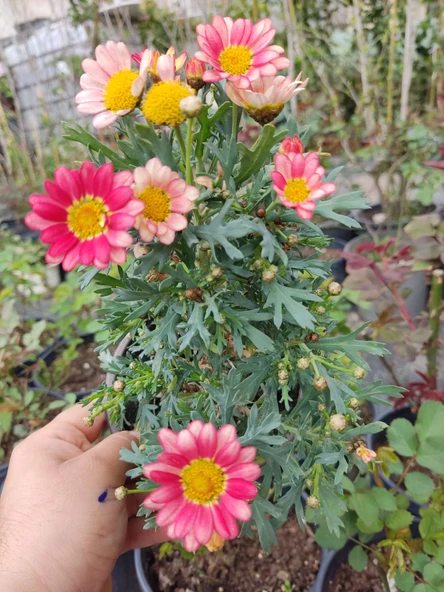2 Adet Argyranthemum (Çeşme Papatyası) - Renkli ve Dayanıklı Bahçe Bitkisi  (2 farklı renkler ) - 8