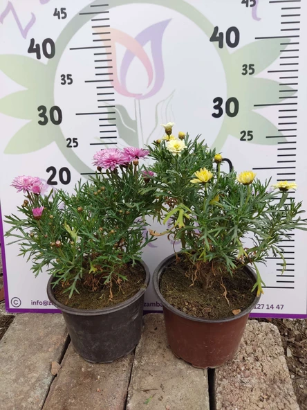 2 Adet Argyranthemum (Çeşme Papatyası) - Renkli ve Dayanıklı Bahçe Bitkisi  (2 farklı renkler ) - 3