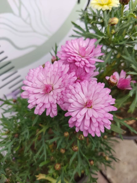 2 Adet Argyranthemum (Çeşme Papatyası) - Renkli ve Dayanıklı Bahçe Bitkisi  (2 farklı renkler ) - 5