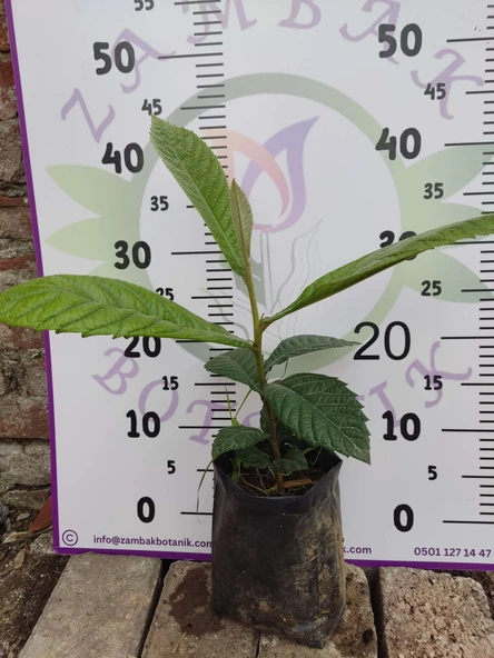 Ufak Malta Eriği (Eriobotrya japonica) - Lezzetli ve Besleyici Meyve Ağaçı - 2