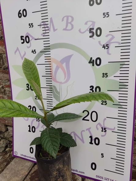 Ufak Malta Eriği (Eriobotrya japonica) - Lezzetli ve Besleyici Meyve Ağaçı - 4