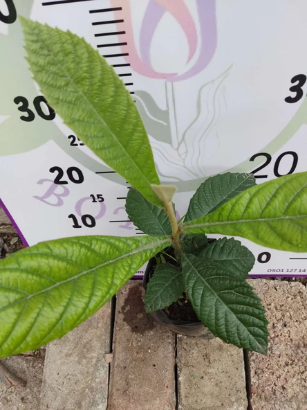 Ufak Malta Eriği (Eriobotrya japonica) - Lezzetli ve Besleyici Meyve Ağaçı