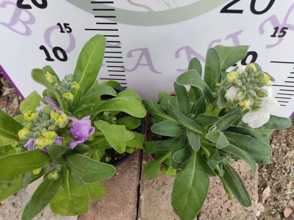2 Adet Hoary Stock Şebboy (Matthiola incana) - Aromatik ve Kokulu Bitki  (Mentor) 2 Adet - Resim 2