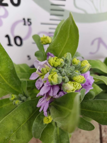 2 Adet Hoary Stock Şebboy (Matthiola incana) - Aromatik ve Kokulu Bitki  (Mentor) 2 Adet - Resim 4