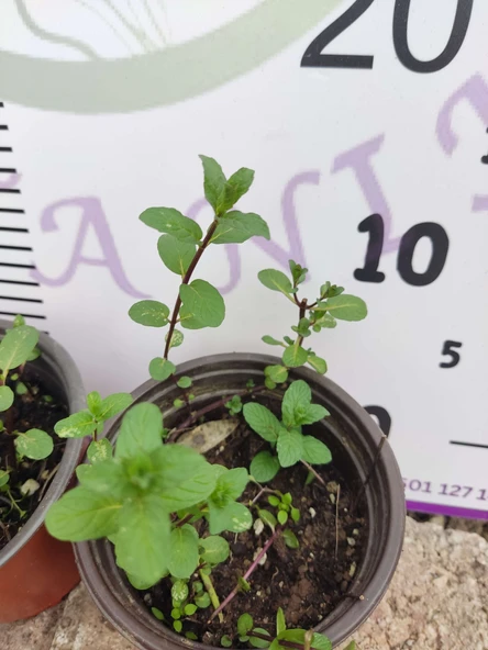 2 Adet Nane (Mentha) - Ferahlatıcı ve Aromatik Bitki  2 Adet - 2