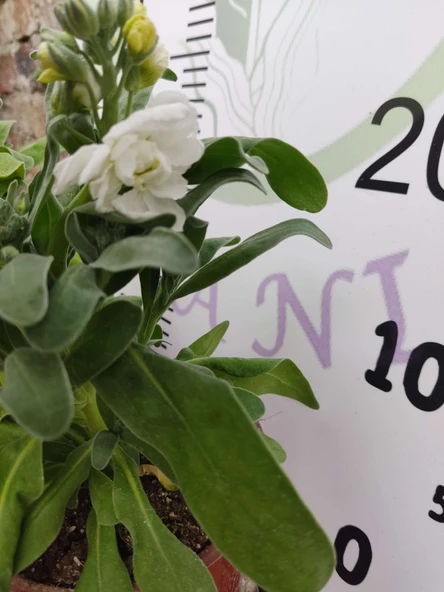 2 Adet Hoary Stock Şebboy (Matthiola incana) - Aromatik ve Kokulu Bitki  (Mentor) 2 Adet - Resim 3