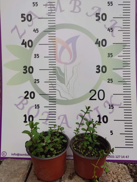 2 Adet Nane (Mentha) - Ferahlatıcı ve Aromatik Bitki  2 Adet - 3