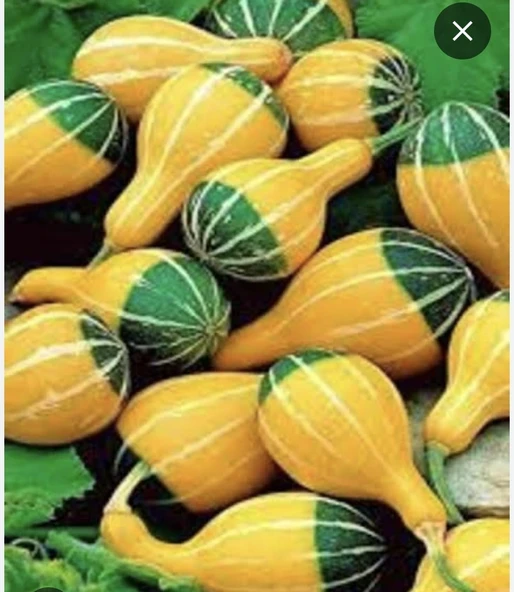 Minik Sarı Yeşil Japon Kabağı Süs Kabağı Seti - 2