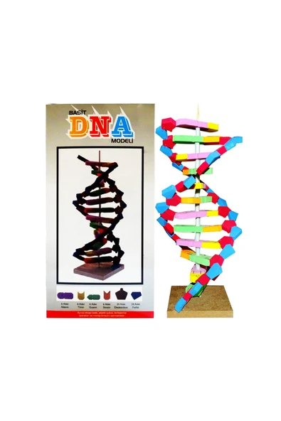 Tifoys  Eva DNA Modeli Seti 11 Parça (1 Adet)