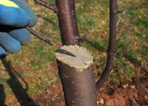 AŞI MACUNU 250 GR AŞI VE BUDAMA İÇİN AŞI MACUNU TÜM AŞI TÜRLERİNE UYUMLU - 4