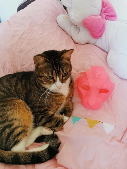 Byr3D Kedi Maskesi T5449416 Sadece Plastik Aparattır - 2
