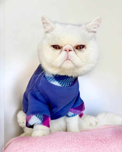 Monogram Purp Polar Kedi Tulum Pijama - Resim 5