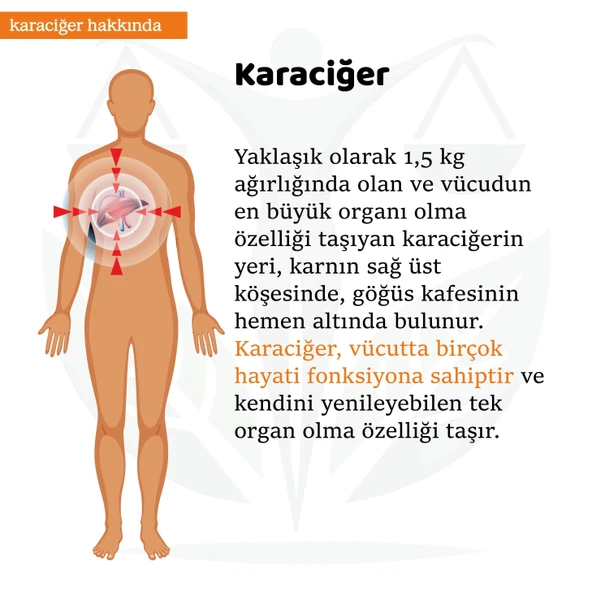 KARACİĞER Sargı Bezi (Çocuk Boy) - Resim 7