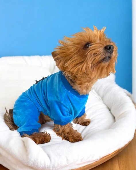 Blue Seas Köpek Tulum Pijama - 9