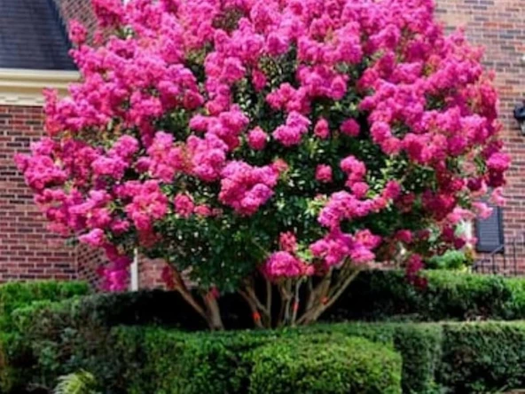 Pembe Oya Çiçeği Fidanı 40-60 cm - Resim 2