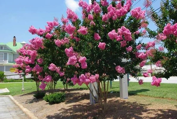 Pembe Oya Çiçeği Fidanı 40-60 cm