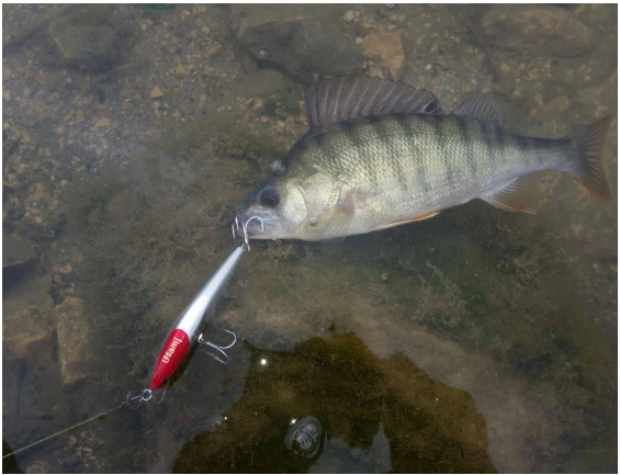Usami Now 80F-SR 6.2 G Maket Balık - 5