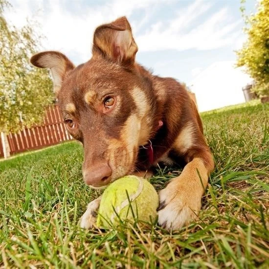 MERGEN STORE  3lü Renkli Desenli Tenis Topu Kedi Köpek Oyuncağı - 7