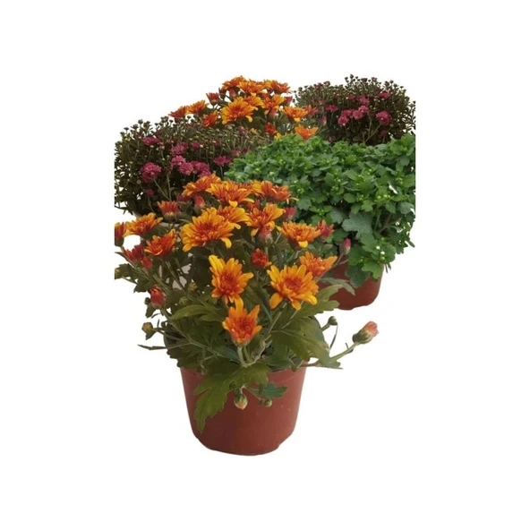 Mix Set 5 Adet Karışık Kasımpatı Krizantem Chrysanthemum Seti 5li