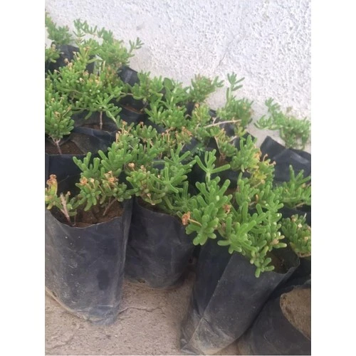 Acem Halısı Fidanı 1 Adet 10-20 cm - Resim 2