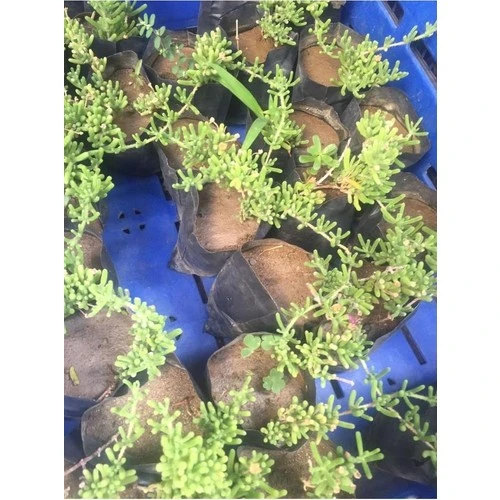 Acem Halısı Fidanı 1 Adet 10-20 cm - Resim 3